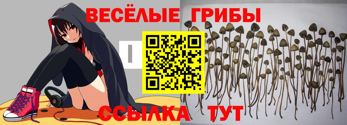 Галлюциногенные грибы Psilocybe Чайковский